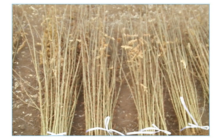 供應(yīng)皂角樹種植苗