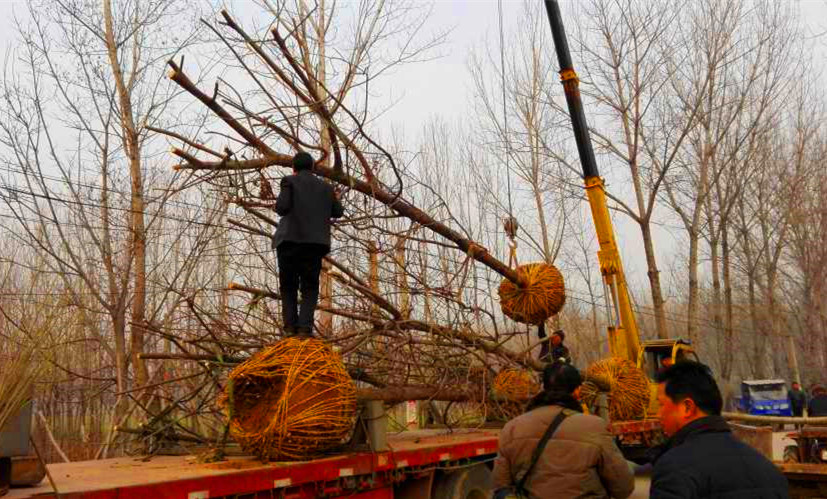 供應(yīng)美國山核桃果樹2018-2019河南洛陽