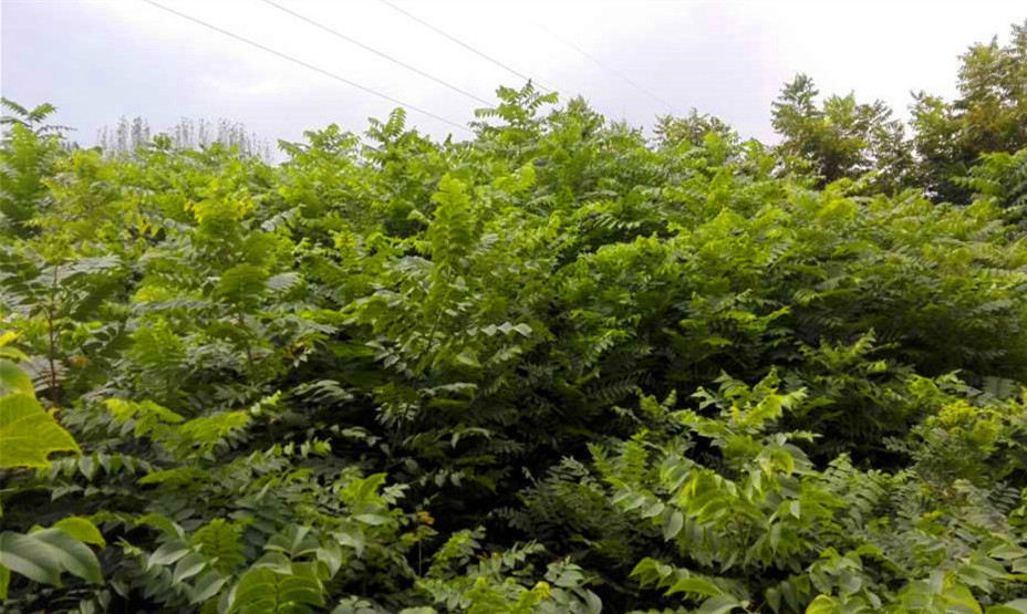 供應(yīng)用于優(yōu)質(zhì)果園的美國山核桃嫁接苗-實生苗