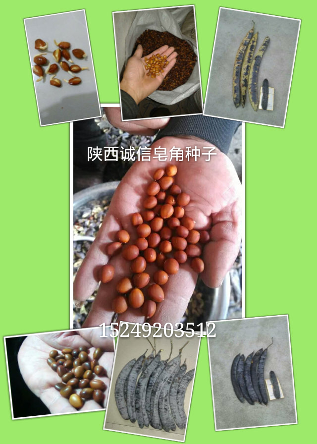 供應四川藥用皂角種子