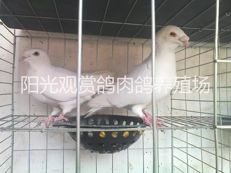 供應(yīng)外系觀賞鴿