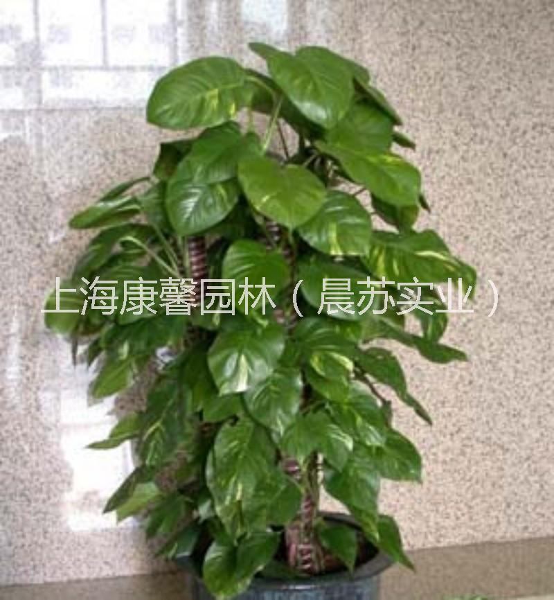 巴南區(qū)辦公室綠植花卉租賃電話 巴南區(qū)辦公室綠植租擺租賃電話