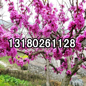 供應(yīng)用于綠化的法桐