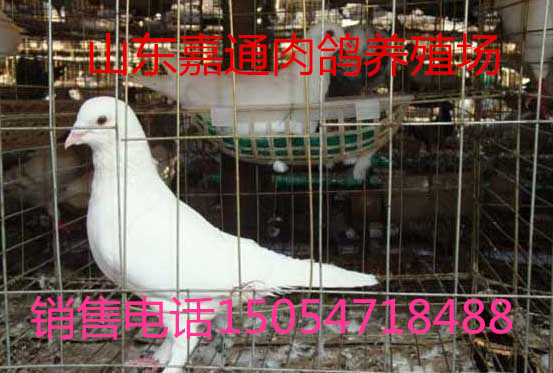 落地王種鴿一對多少錢元寶鴿圖片