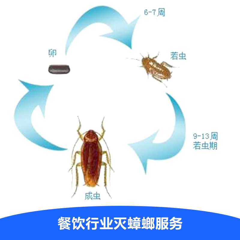 供應(yīng)昆明餐飲行業(yè)滅蟑螂服務(wù) 餐廳酒店滅蟑螂服務(wù) 昆明專業(yè)滅四害公司