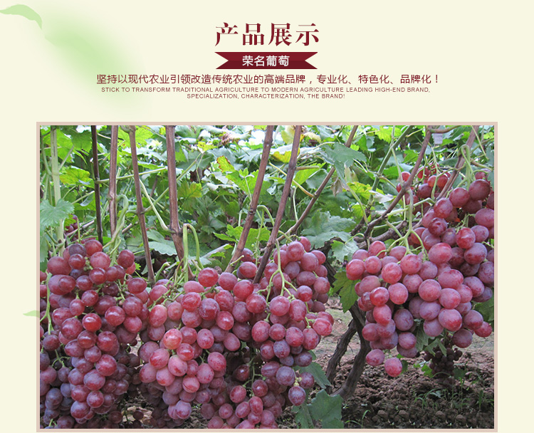 供應(yīng)壽光大棚葡萄新品種/新科學(xué)方法