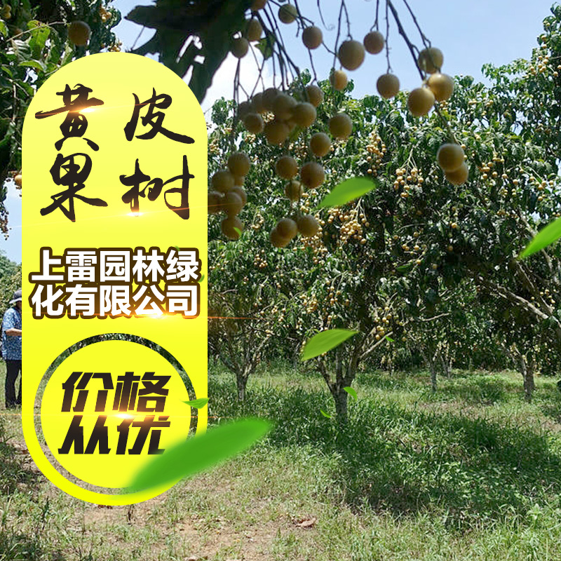 供應廣西黃皮果樹 山黃皮樹苗 雞皮果 黃皮果 果苗批發(fā)