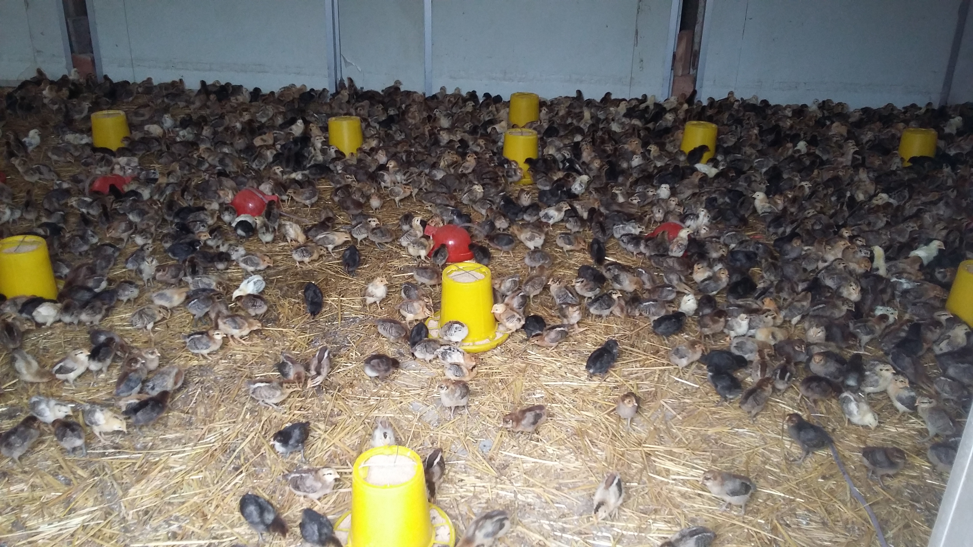 樂陵笨雞養(yǎng)殖場直銷 批發(fā)價格 多少錢一只 哪家便宜