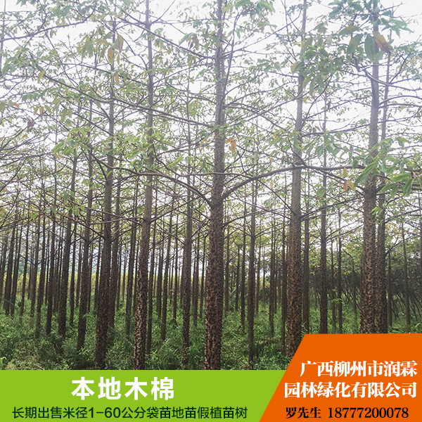 供應(yīng)廣西供應(yīng)本地木棉  美麗木棉 規(guī)格齊全 歡迎來電咨詢