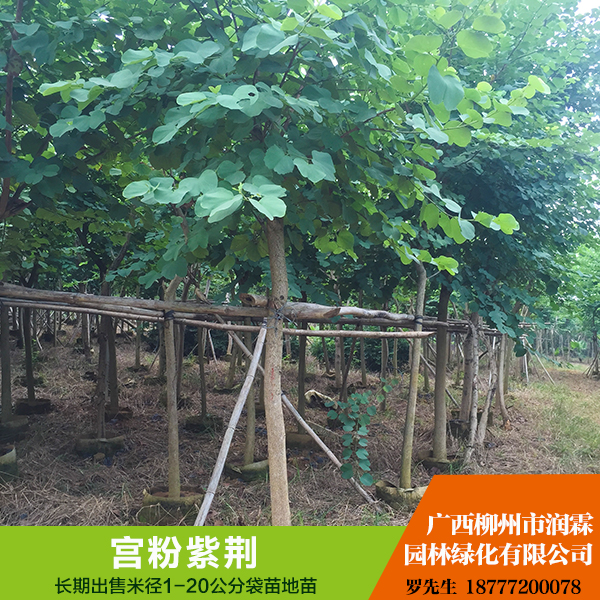 供應(yīng)廣西宮粉紫荊批發(fā)  本公司長(zhǎng)期大量供應(yīng) 5 — 12公分優(yōu)質(zhì)宮粉紫荊（袋苗）