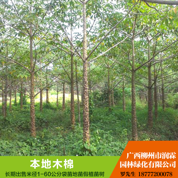 供應(yīng)廣西供應(yīng)本地木棉  美麗木棉 規(guī)格齊全 歡迎來電咨詢