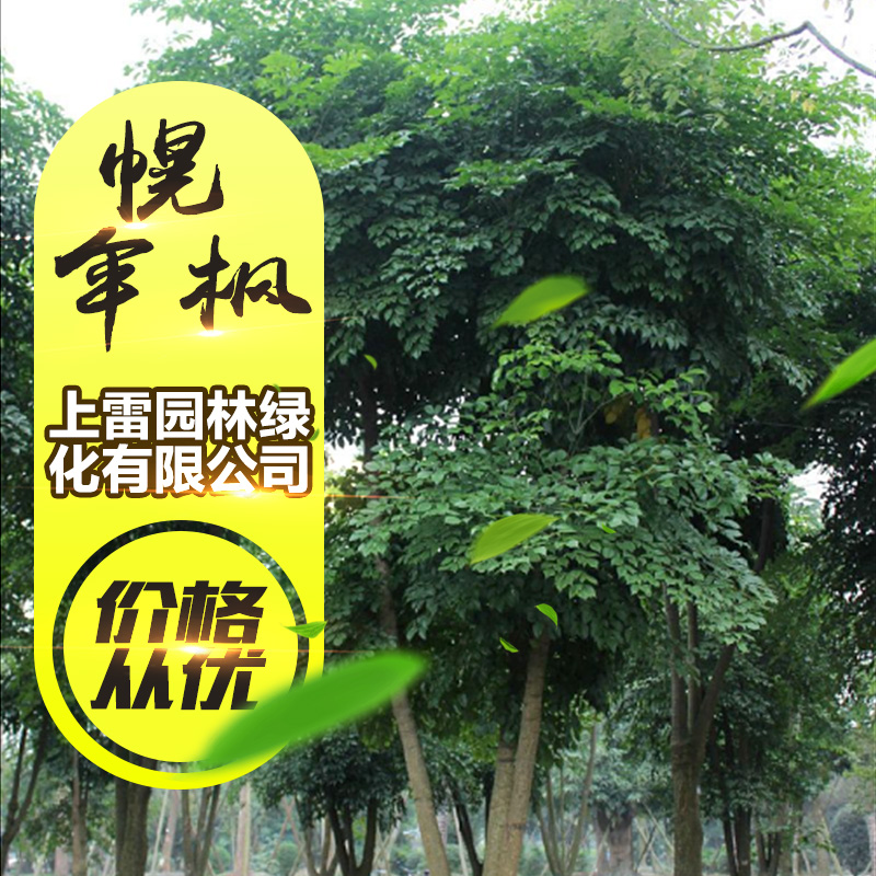 供應(yīng)廣西幌傘楓 富貴樹(shù) 大富貴 廣傘楓 大蛇藥 五加通 涼傘木批發(fā)