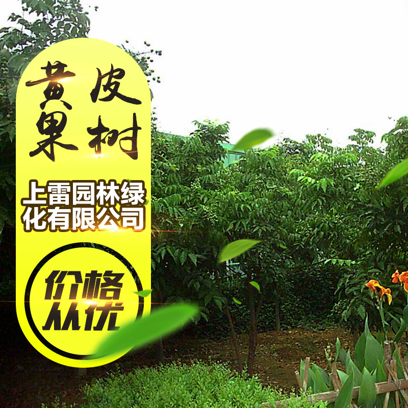 供應廣西黃皮果樹 山黃皮樹苗 雞皮果 黃皮果 果苗批發(fā)