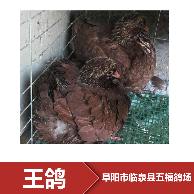 阜陽王鴿養(yǎng)殖場 種鴿批發(fā) 種鴿報價 鴿子養(yǎng)殖