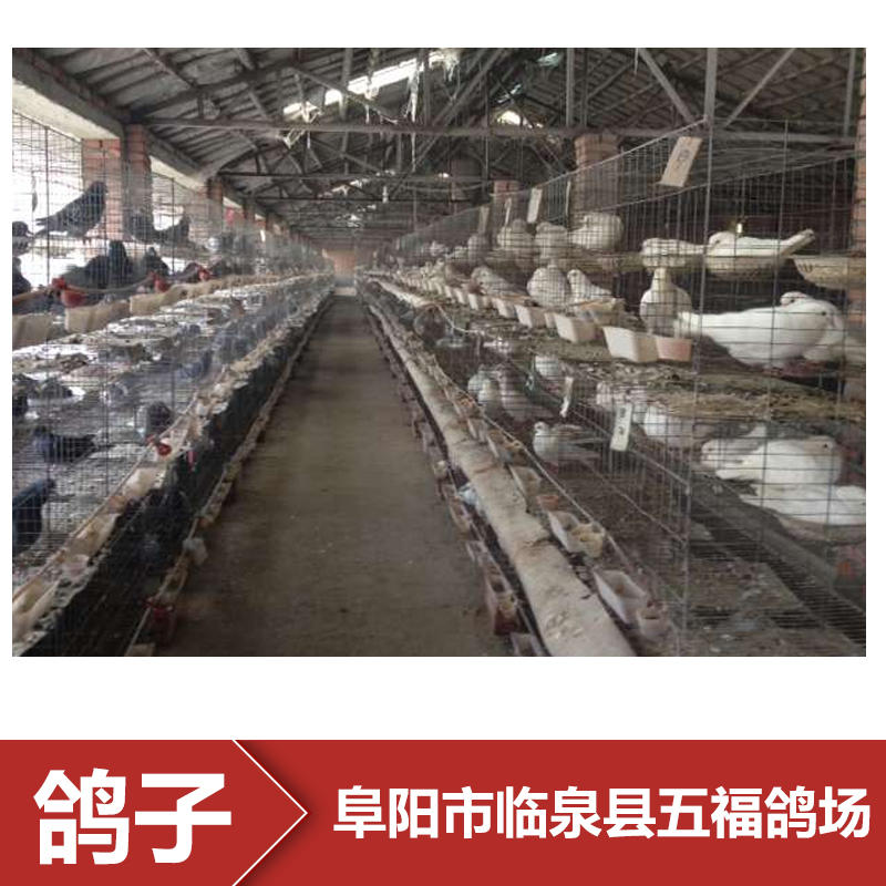 供應(yīng)安徽種鴿養(yǎng)殖場 種鴿批發(fā) 種鴿報價 鴿子養(yǎng)殖