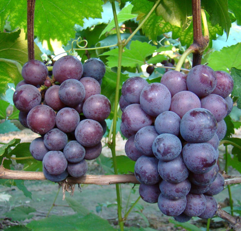 供應(yīng)榮名葡萄*批發(fā)，榮名葡萄*批發(fā)直銷，榮名葡萄*批發(fā)出售