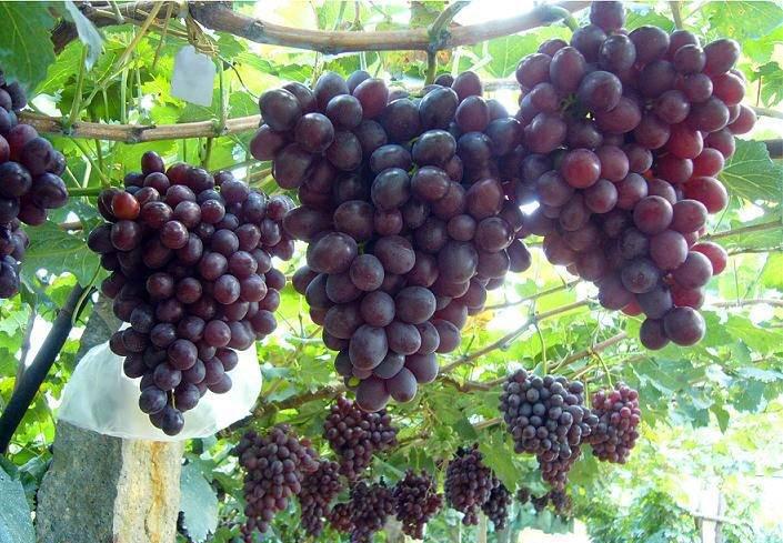 供應大棚葡萄*技術方法