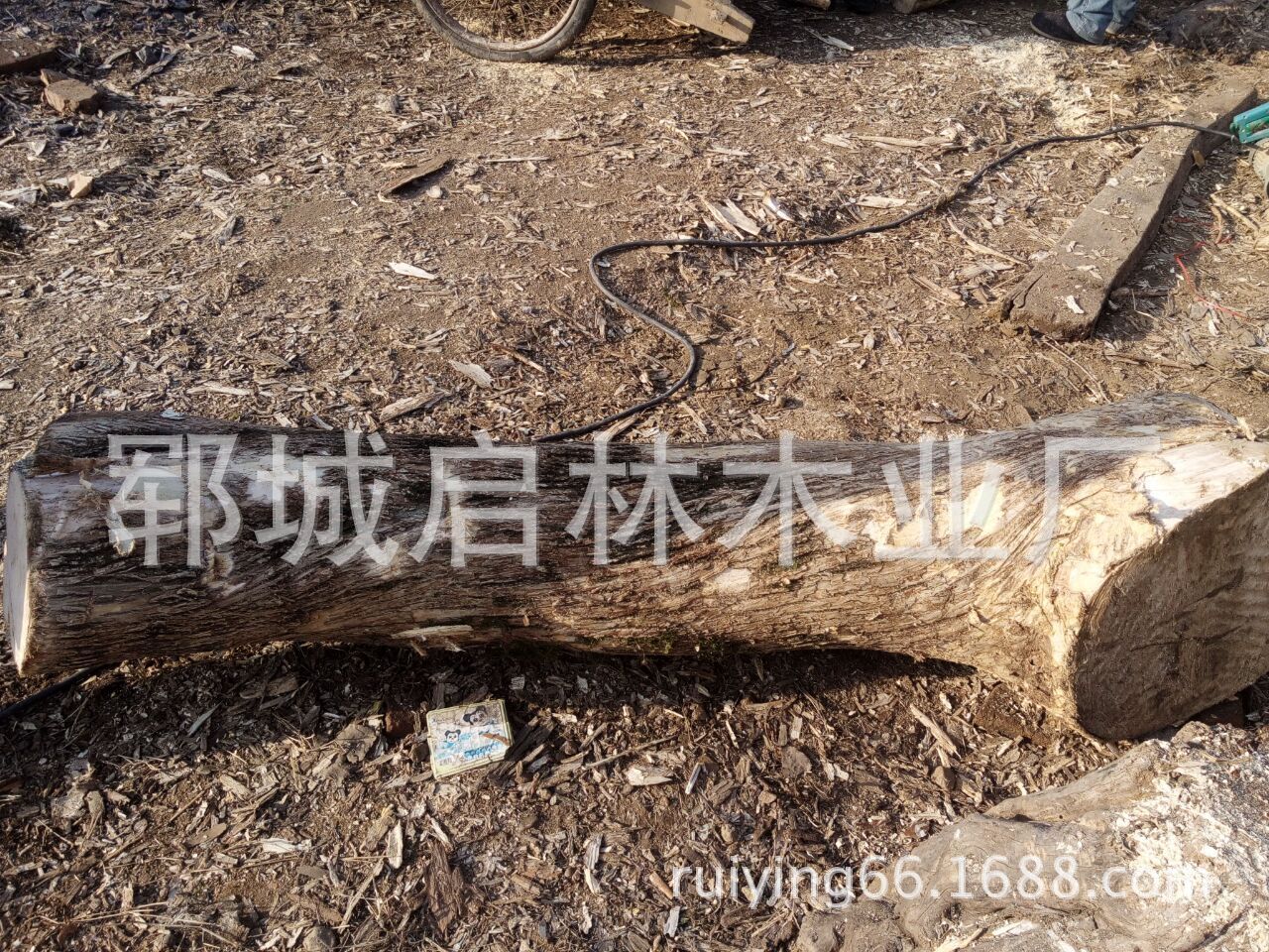 供應(yīng)黃楊木原木批發(fā)，黃楊木原木批發(fā)價(jià)格，黃楊木原木廠家批發(fā)