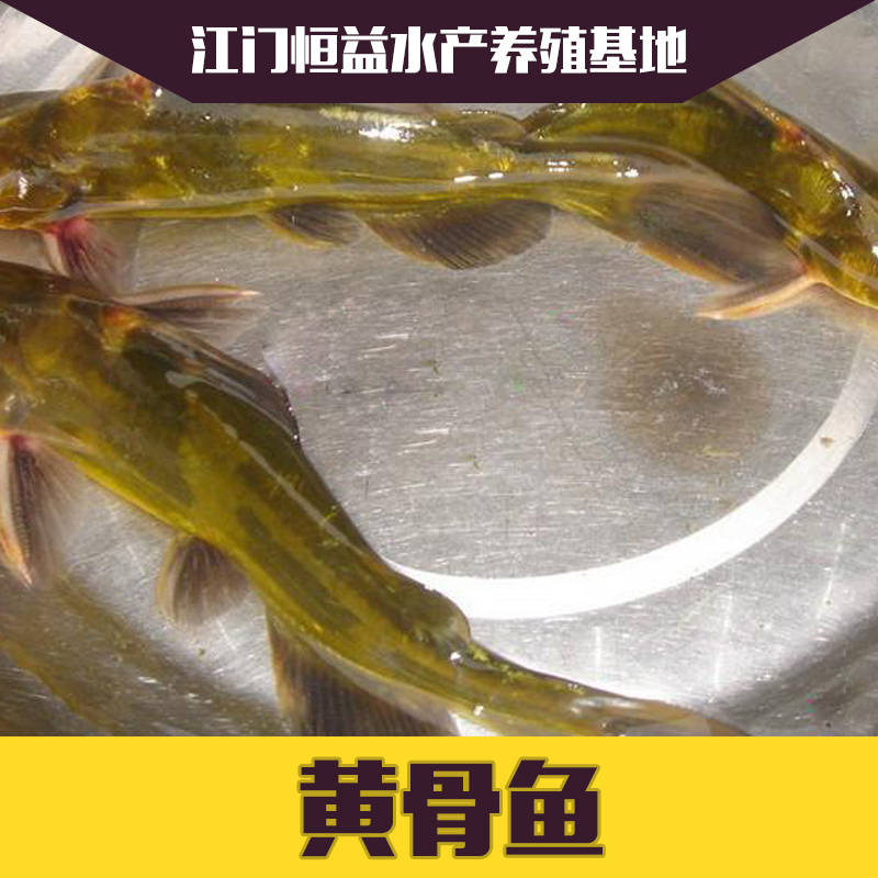 供應(yīng)黃骨魚魚苗批發(fā) 歡迎來電咨詢 品種齊全
