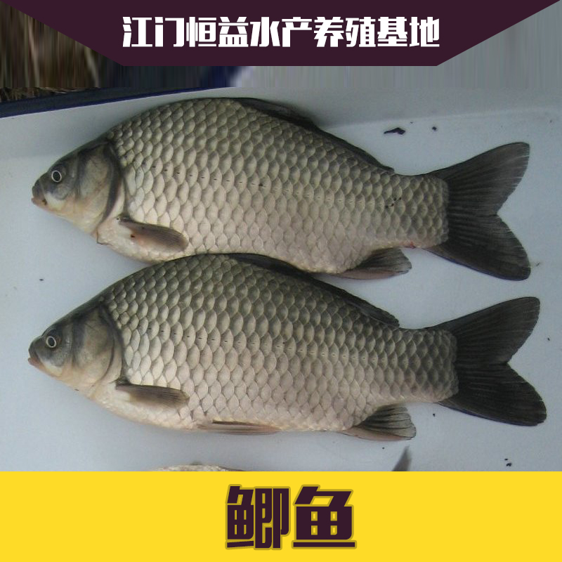 供應(yīng)江門銀鯽魚苗價(jià)格 魚苗批發(fā) 白鯽魚苗出售