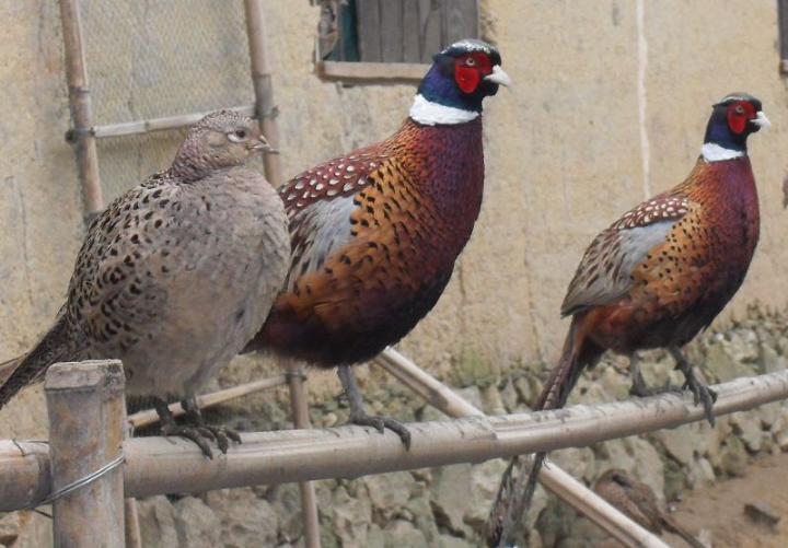 濰坊市養(yǎng)殖場山雞直銷 批發(fā)價格 多少錢一只