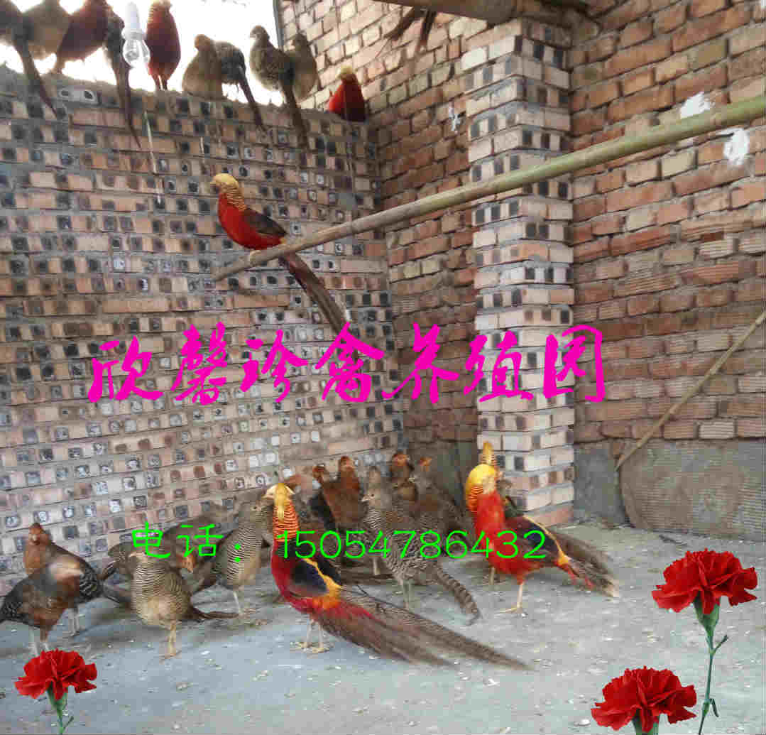 供應(yīng)哪里有紅腹錦雞賣啊多少錢一只