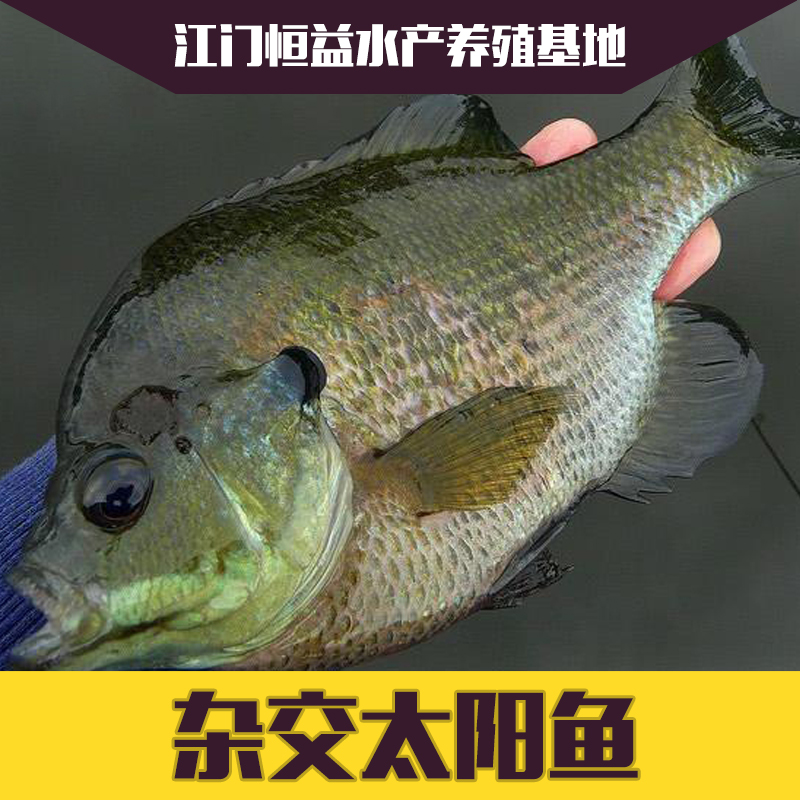 供應(yīng)雜交太陽魚魚苗批發(fā) 品種齊全 歡迎來電咨詢