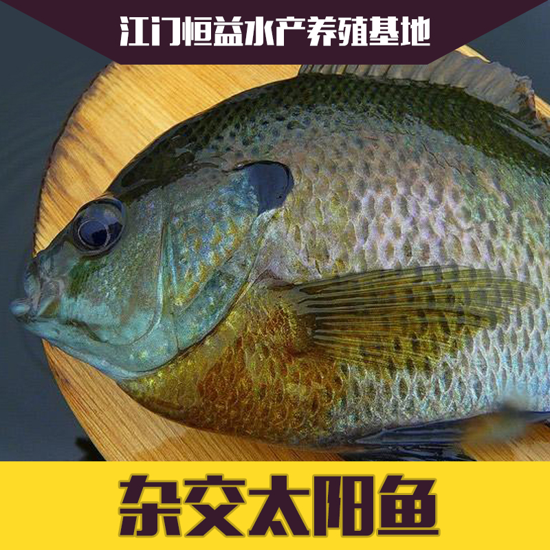 供應(yīng)雜交太陽魚魚苗批發(fā) 品種齊全 歡迎來電咨詢