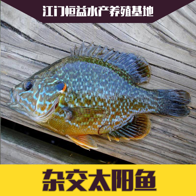 供應(yīng)雜交太陽魚魚苗批發(fā) 品種齊全 歡迎來電咨詢