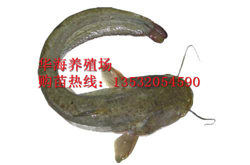供應(yīng)廣東中山珠海大口鯰魚苗，大口鯰魚養(yǎng)殖場，大口鯰魚批發(fā)，大口鯰魚苗價(jià)格隨行就市歡迎來電商談13532054590