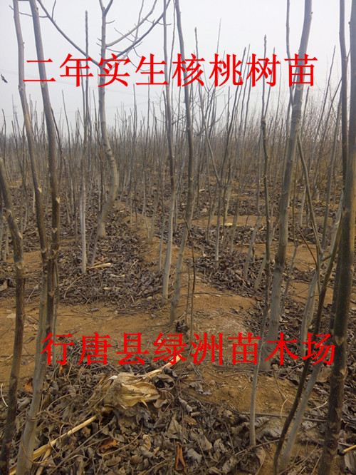 供應(yīng)河北省出售核桃苗