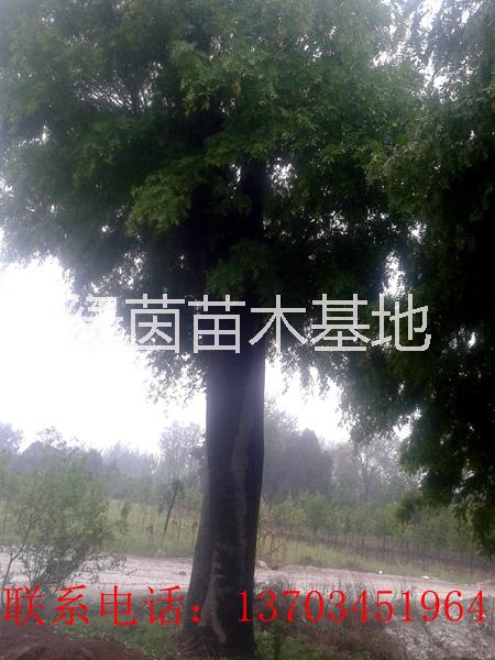 供應(yīng)用于的皂角、皂角小苗