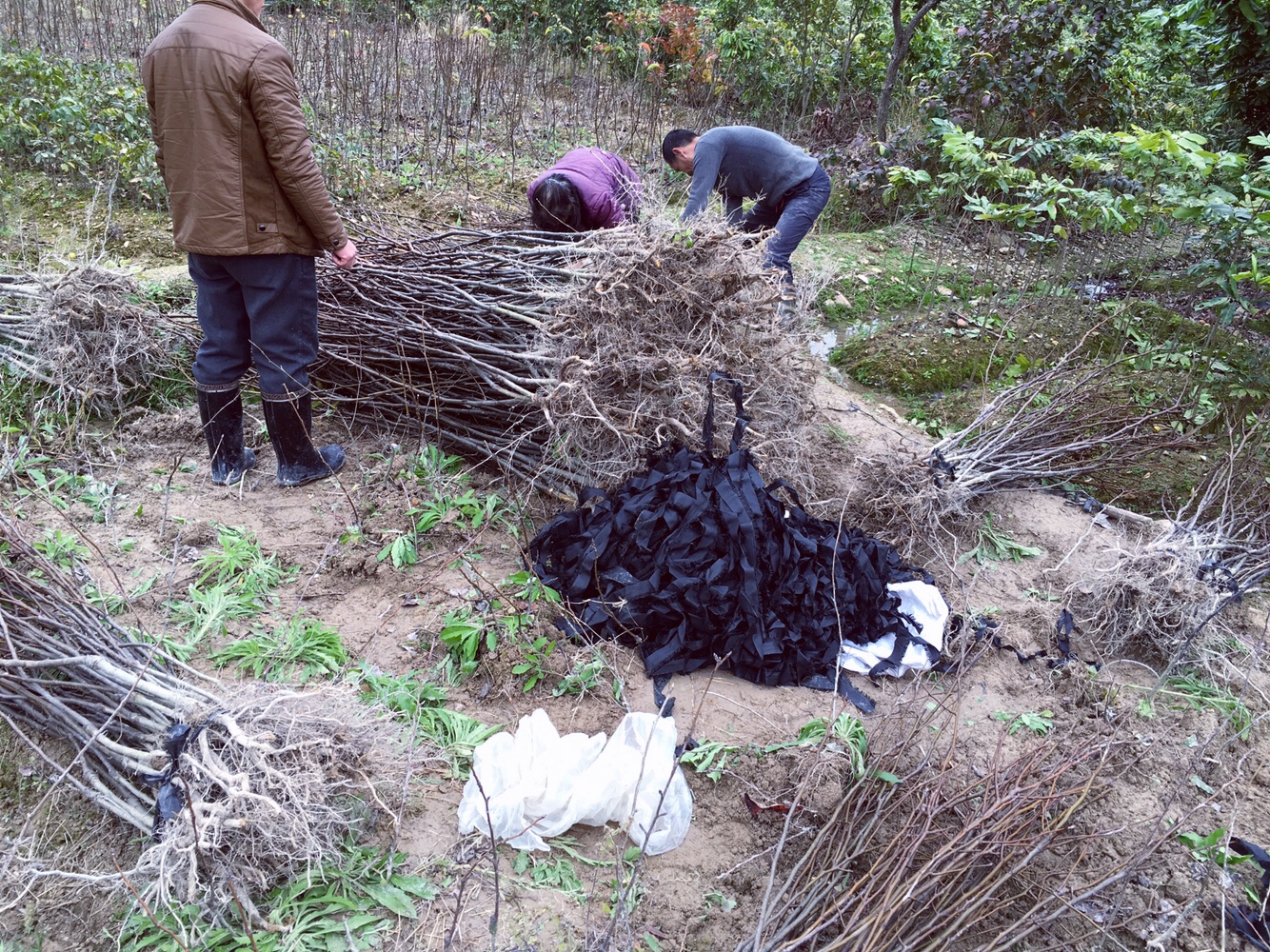 供應(yīng)福建福清青花梨苗占地苗
