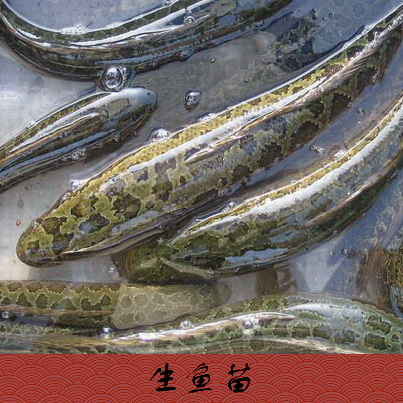 供應(yīng)云南省昆明市生魚(yú)苗批發(fā)生魚(yú)苗（黑魚(yú)苗）養(yǎng)殖場(chǎng)，生魚(yú)苗價(jià)格隨行就市歡迎來(lái)電商談13532054590
