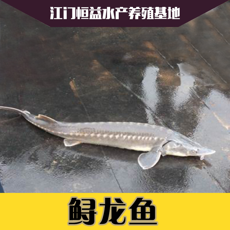 供應(yīng)供應(yīng)江門鱘龍魚魚苗價格養(yǎng)殖技術(shù),病害防治，批發(fā)價格，在哪有鱘龍魚苗買