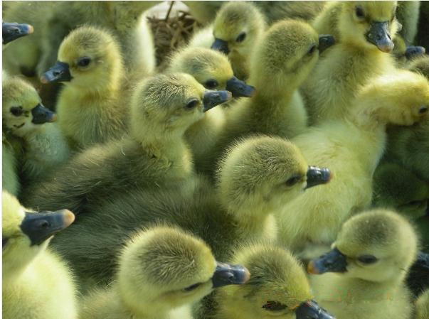 供應(yīng)大白鵝苗供應(yīng)，大白鵝苗養(yǎng)殖基地