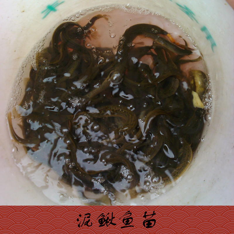 供應(yīng)昆明市普洱思茅市泥鰍魚苗批發(fā)，泥鰍苗養(yǎng)殖場(chǎng)，泥鰍苗批發(fā)，泥鰍苗價(jià)格隨行就市歡迎來電商談13532054590