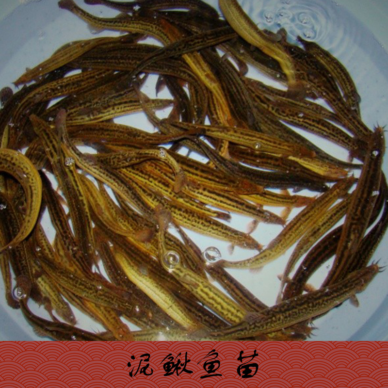 供應昆明市大理泥鰍魚苗批發(fā) 泥鰍苗養(yǎng)殖場 泥鰍苗批發(fā) 泥鰍苗價格隨行就市歡迎來電商談13532054590