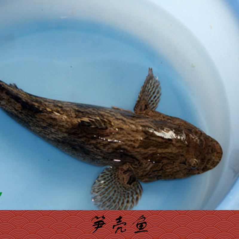 供應湖南湖北省等地筍殼魚批發(fā)，筍殼魚苗養(yǎng)殖場 筍殼魚苗價格隨行就市歡迎來電商談13532054590