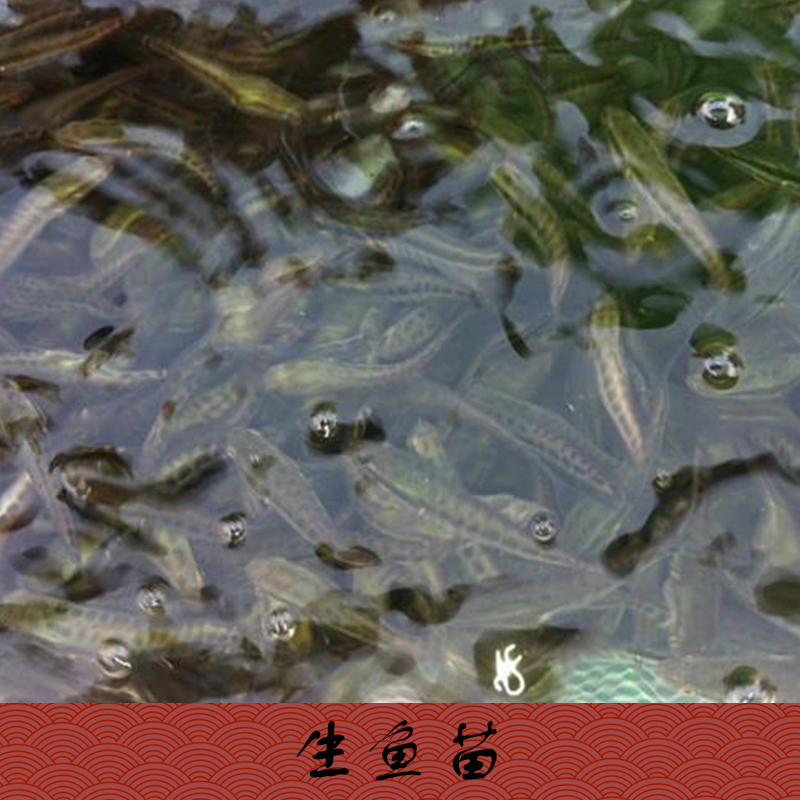 供應(yīng)廣東江門湛江生魚苗批發(fā)，生魚苗養(yǎng)殖場(chǎng)，生魚苗（黑魚苗）批發(fā)，生魚苗價(jià)格隨行就市歡迎來電商談13532054590