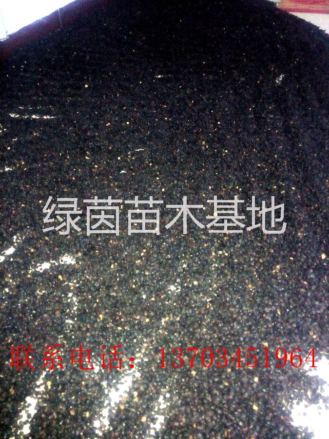 供應(yīng)辛夷種子流蘇種子欒樹種子