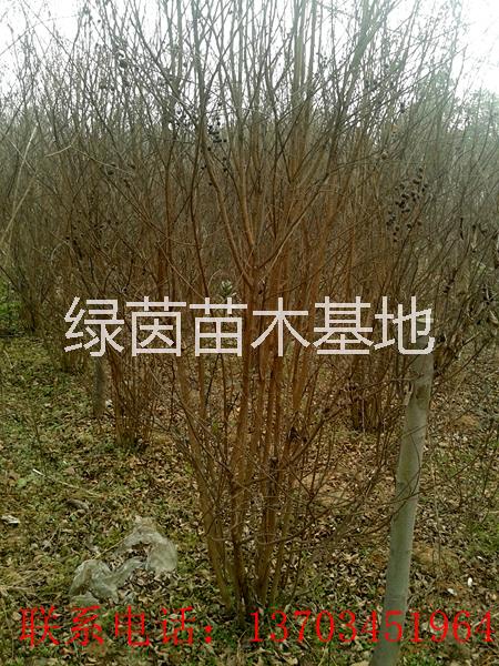 供應(yīng)紫薇、獨(dú)干紫薇、叢生紫薇、百日紅