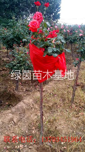 供應(yīng)各種規(guī)格月季、獨(dú)干月季、叢生月季