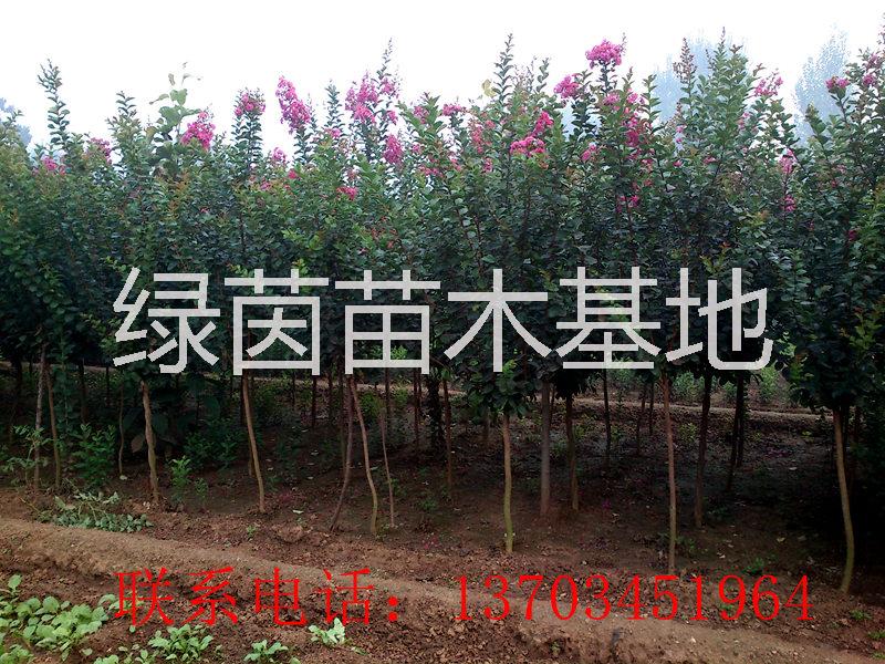 供應(yīng)紫薇、獨(dú)干紫薇、叢生紫薇、百日紅