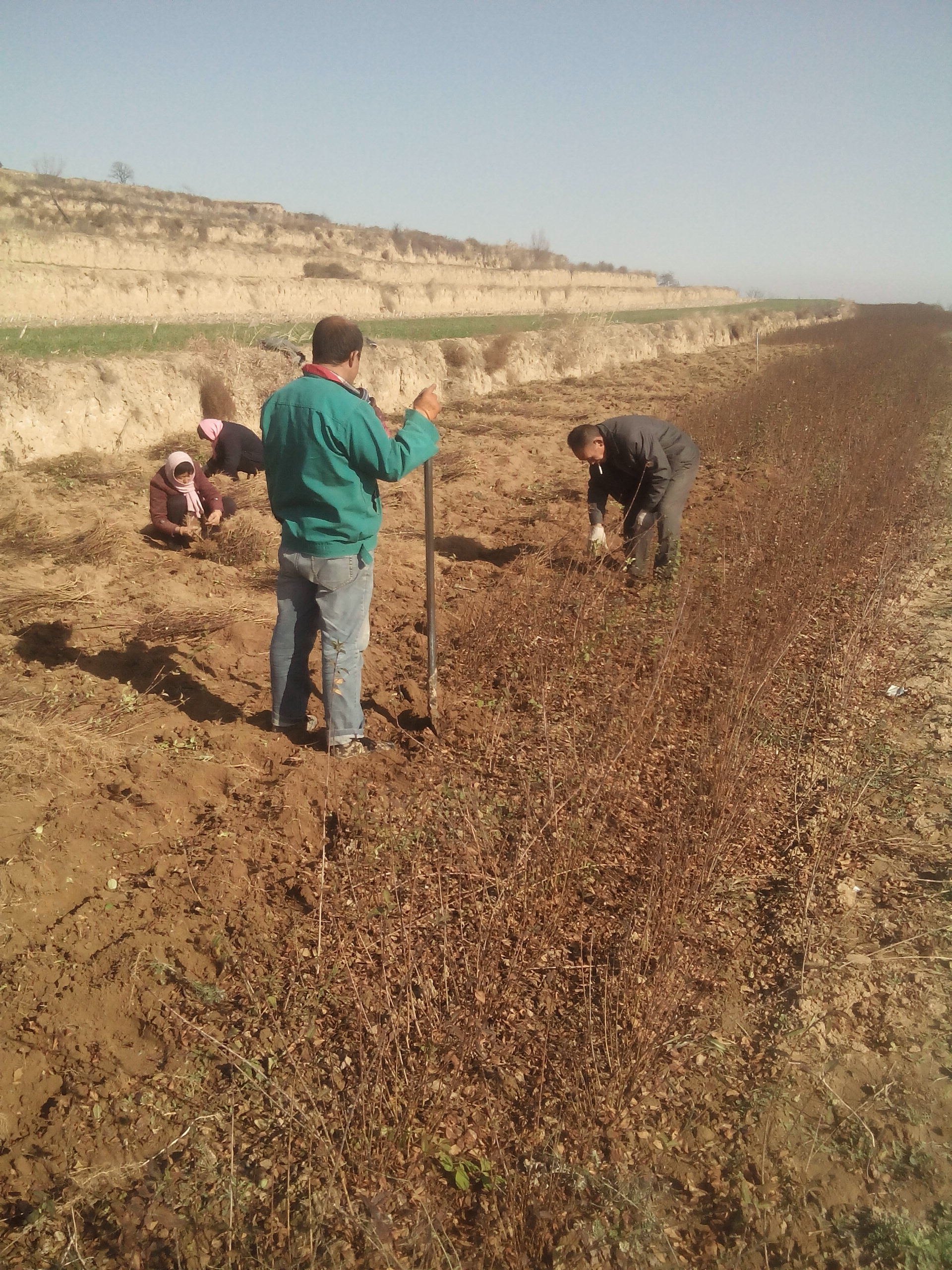 供應(yīng)用于藥用的供應(yīng)1年連翹2年連翹3年連翹苗