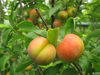 出售大紅袍李子苗 黑霸李子苗