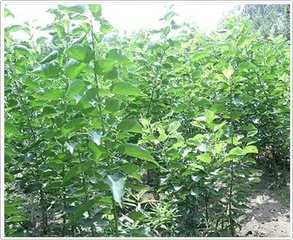 供應(yīng)供應(yīng)出售各種杏苗、杏樹