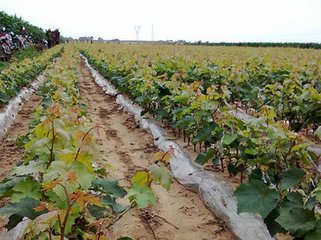 供應(yīng)供應(yīng)出售各種葡萄苗、葡萄樹