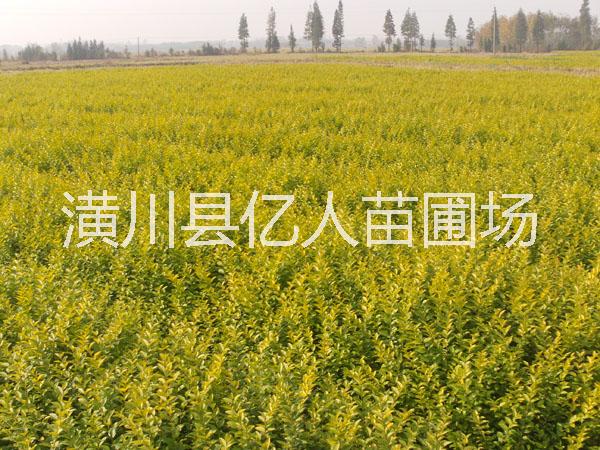 供應金葉女貞，河南金葉女貞，金葉女貞綠籬，金葉女貞價格，金葉女貞產(chǎn)地，金葉女貞報價，金葉女貞種植苗圃