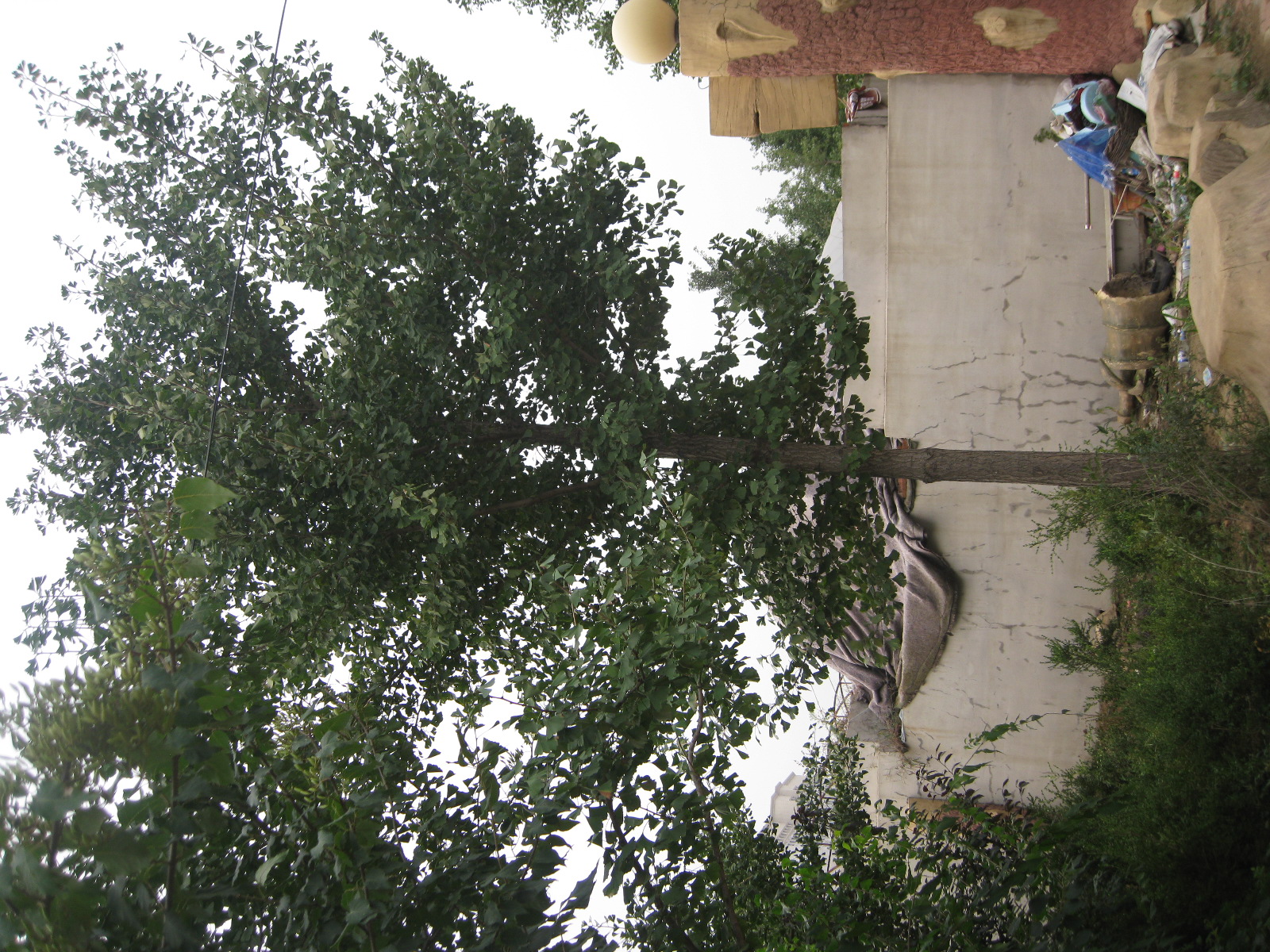 供應(yīng)遼寧銀杏苗生產(chǎn)基地 4-20公分銀杏苗 銀杏苗批發(fā)